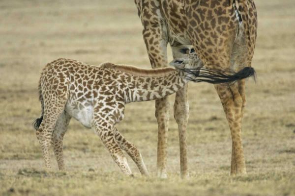 Kenya, Lake Naivasha Young giraffe nursing
